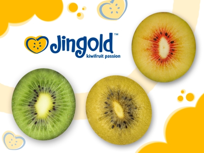 Le tre nuove varietà di kiwi, esclusiva di Jingold: Z5Z6 (frutto verde), Jinyan (frutto giallo) e Donghong (frutto rosso)