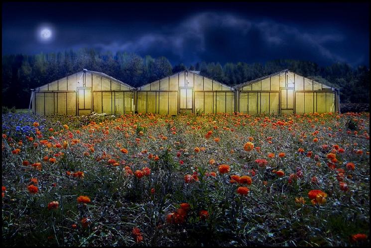 'Obiettivo Agricoltura': la foto vincitrice <br />'Jour et nuit' di Guy Henri Vanden Eynde