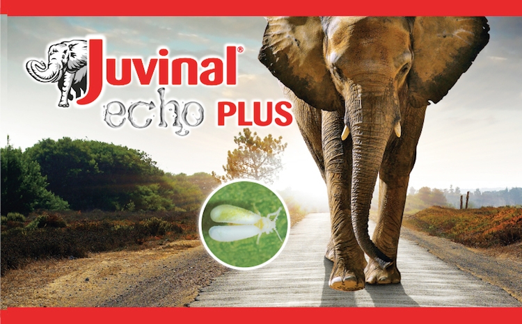 Juvinal echo Plus: efficacia concentrata contro le mosche bianche sulle orticole