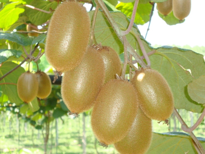 I frutti di Boerica hanno il colore della polpa verde brillante molto intenso, la forma più allungata e peso e dimensioni maggiori