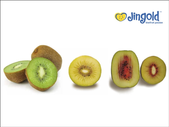 Le nuove varietà sono Z5Z6 (frutto a polpa verde), Jinyan (frutto a polpa gialla) e Donghong (frutto a polpa rossa)