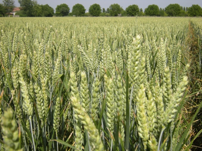 K+S Agricoltura, concimazione del grano