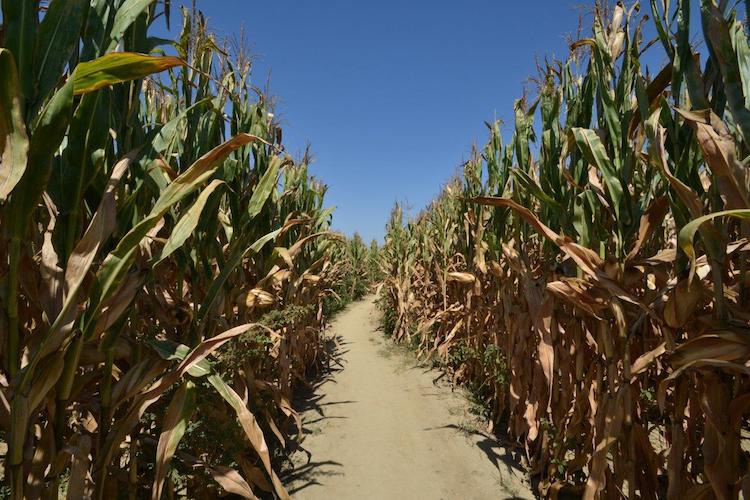 I labirinti di mais stanno diventando molto famosi in Italia