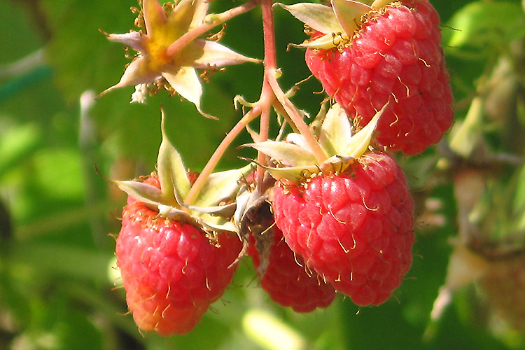 Lampone, un berries in rampa di lancio - Plantgest news sulle varietà di piante