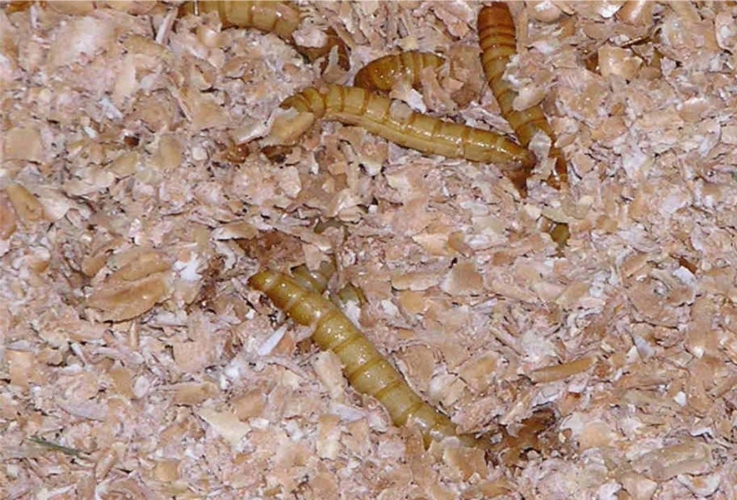 larve-tenebrio-molitor-allevamento-by-wikipedia-jpg.jpg