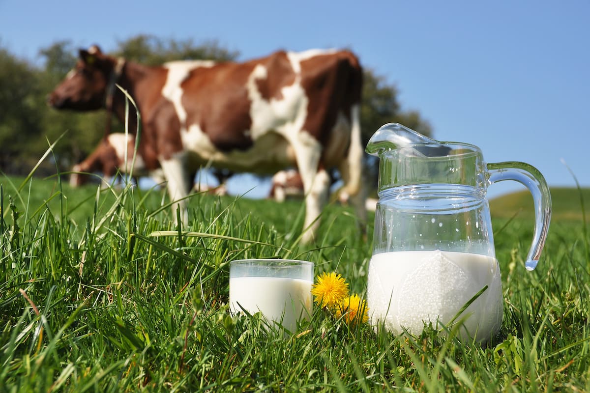 Numerosi i tentativi di demonizzare il latte, attribuendogli colpe inesistenti (Foto di archivio)