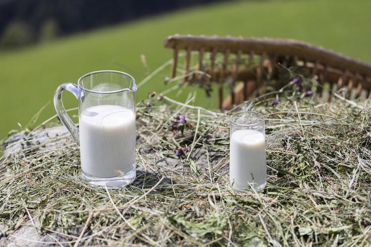 Il latte fieno è stato dichiarato nel 2016 Specialità tradizionale garantita (Stg)