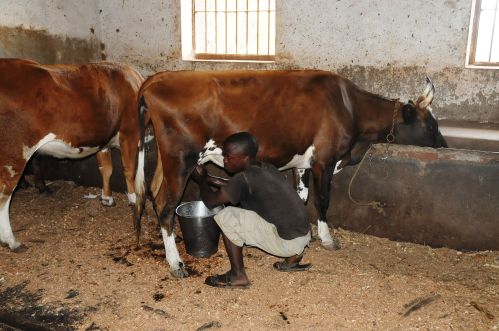 Una piccola stalla di vacche da latte in Tanzania