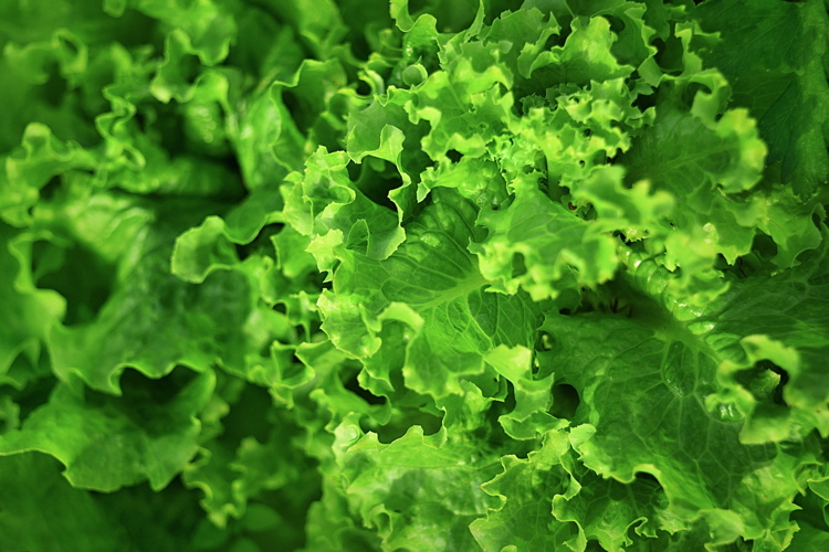 La lattuga e le insalate in IV gamma sono ricche di innovazione tecnologica