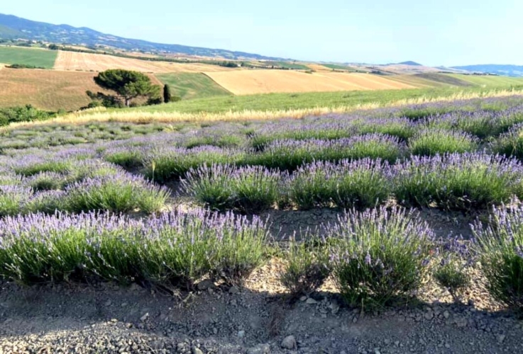 Toscana, l'irresistibile successo della lavanda - Plantgest news sulle varietà di piante
