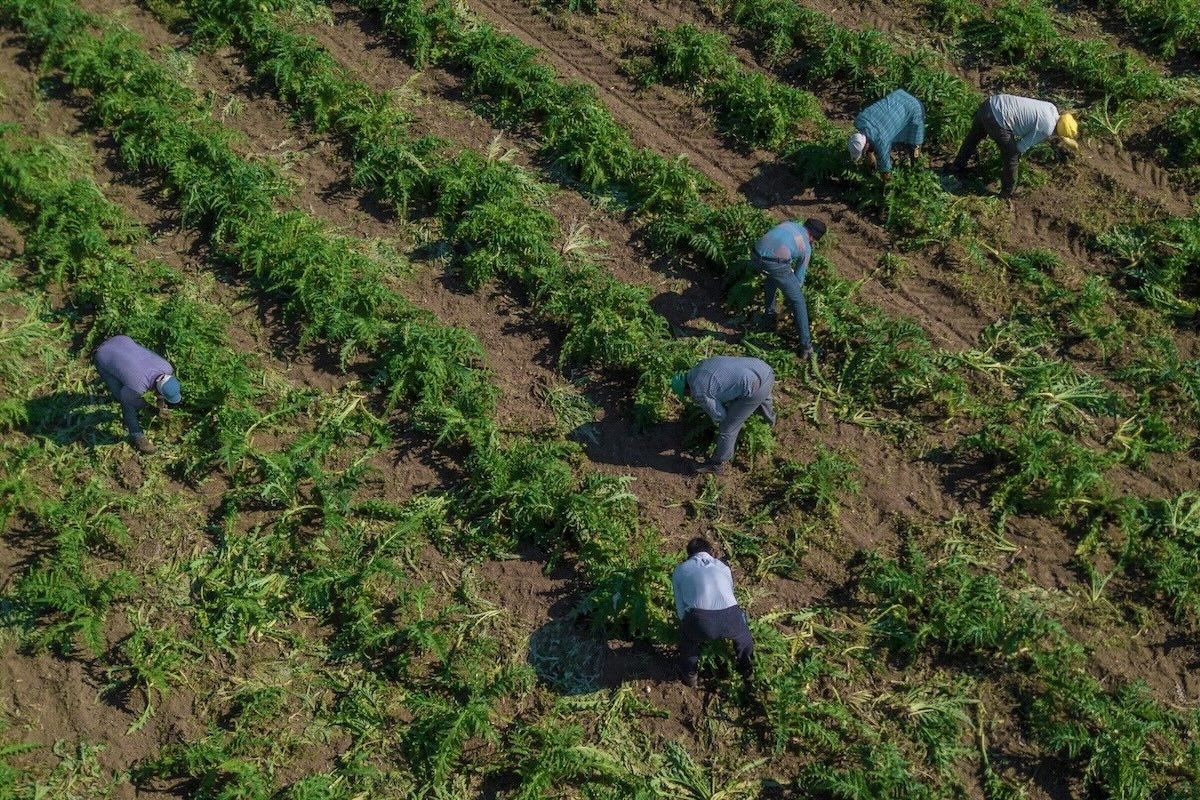 Lavoratori agricoli nei campi di carciofi. Decreto Flussi: ecco la distribuzione di quote