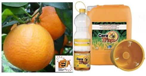 Affettatrice Pitaya Apriscatole per Pompelmo Sbucciare Rapidamente Gli Agrumi con Stile PETSOLA Set di 2 Taglierine per Mandarini Arancia Limone