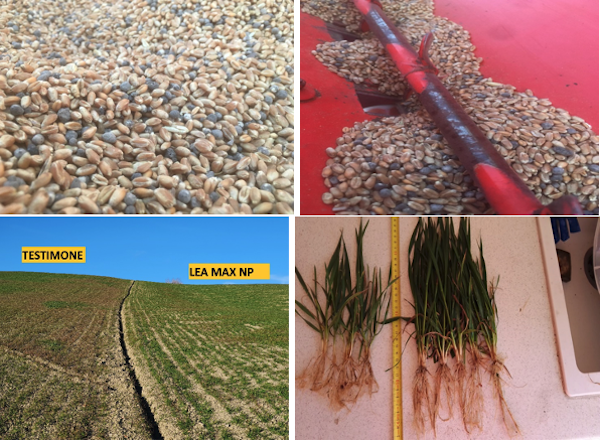Lea-Max NP è specifico per le concimazioni in pre semina dei cereali e in pre semina o pre trapianto per colture ortive, foraggere ed industriali