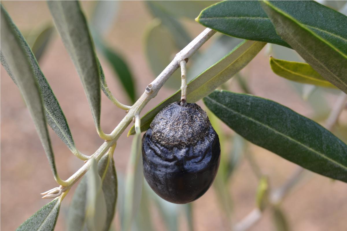Estratto di melograno contro la lebbra degli olivi