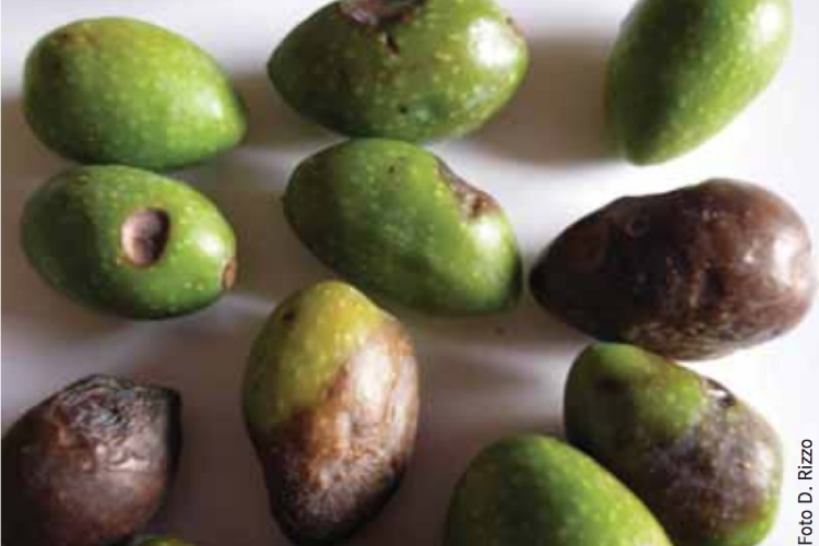 Ecco la corretta difesa dell'olivo dalla lebbra