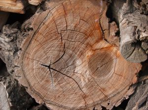 Biomasse legnose