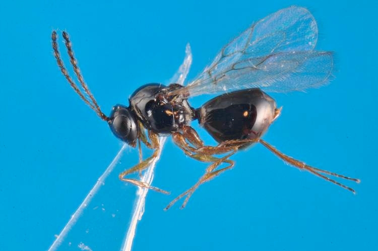 Le piccole vespe sono in grado di attaccare la Drosophila suzukii deponendo le loro uova all’interno degli stadi giovanili del moscerino