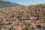 La siccità ha distrutto i raccolti in Zimbabwe, Swaziland e Lesotho