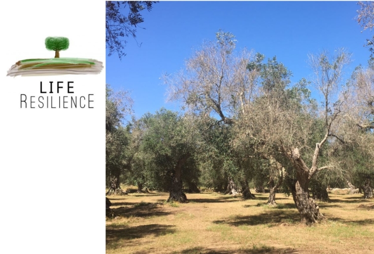 Un olivo colpito da Xylella e il logo del progetto europeo Life Resilience