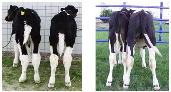 A sinistra settimana 0, a destra settimana 12: LifeStart si vede! (Nutreco Calves Research Center)