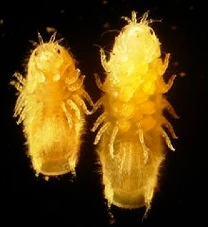 Limnoria quadripunctata. Esemplare maschio (sinistra) e femmina con le uova (destra)