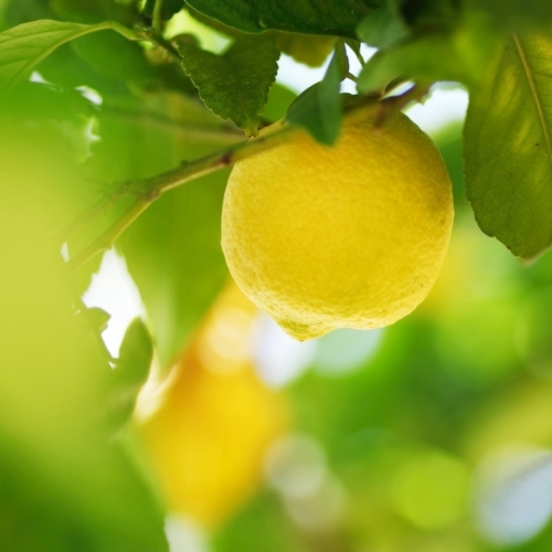 limone-limoni-by-yellowj-fotolia-750x750.jpg