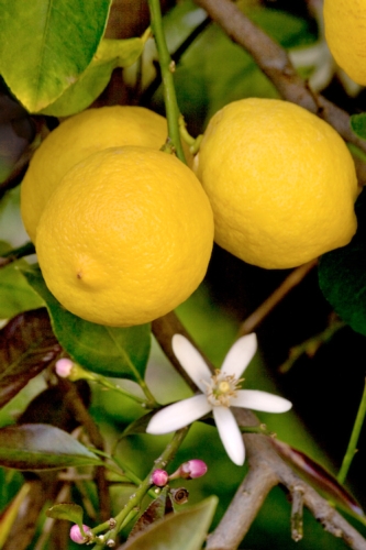 Limone di Siracusa Igp: si stimano rese inferiori mediamente del 15% rispetto alla campagna 2013/14