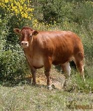 Verano, il 10 marzo si terrà l'asta dei tori del Centro Genetico Anacli