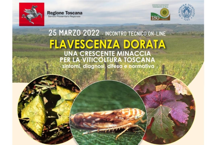 locandina-webinar-flavescenza-ok-by-regione-toscana-jpg