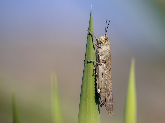 locusta-migratoria-locuste-insetti-insetto-by-creativenature-nl-adobe-stock-667x500.jpeg