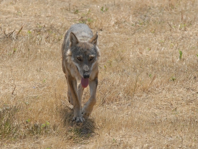 In Toscana si può chiedere il risarcimento per i danni da lupi