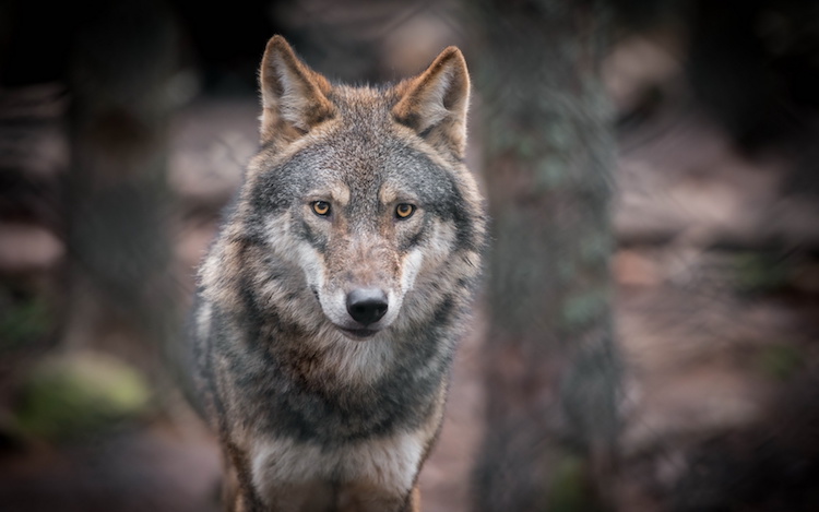 Il lupo è considerato un animale protetto