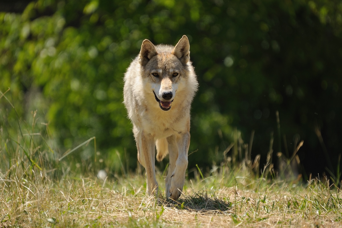 Si è parlato di lupi ma non solo all'evento 'I grandi predatori, convivenza e sostenbilità' di Upa Siena (Foto di archivio)