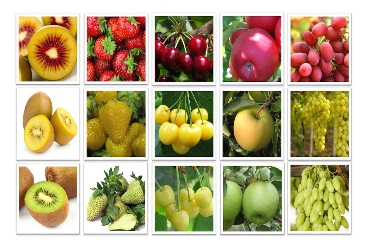 Quest'anno al Salone del Vivaismo si parlerà di innovazione varietale nell'actinidia, ciliegio, fragola, melo e uva da tavola