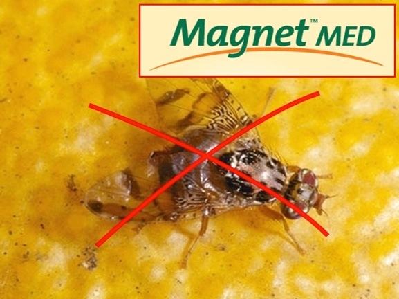Magnet Med: scegli l’innovazione e la sicurezza contro la Mosca mediterranea della frutta