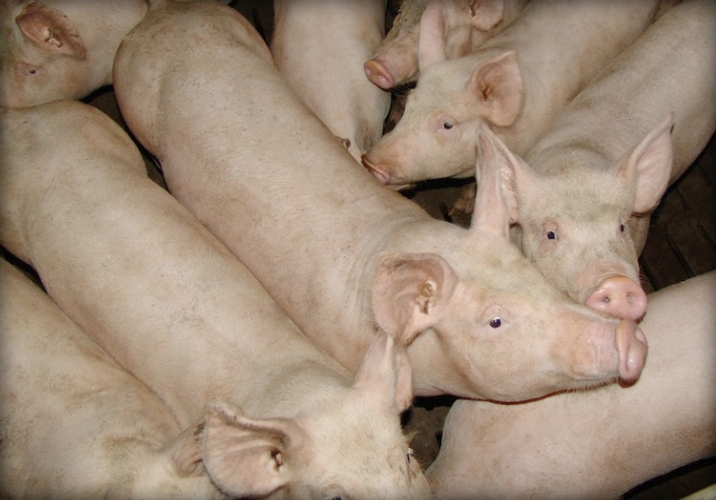 La Commissione unica nazionale 'Tagli di carne suina' si riunisce ogni venerdì mattina nella Borsa merci di Parma