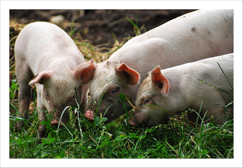 Cina: scoperta sostanza tossica nei mangimi per maiali