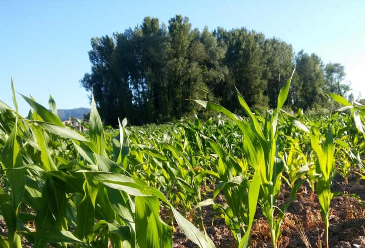 Un campo di mais nella Piana di Lucca, una delle coltivazioni al centro del progetto Gira