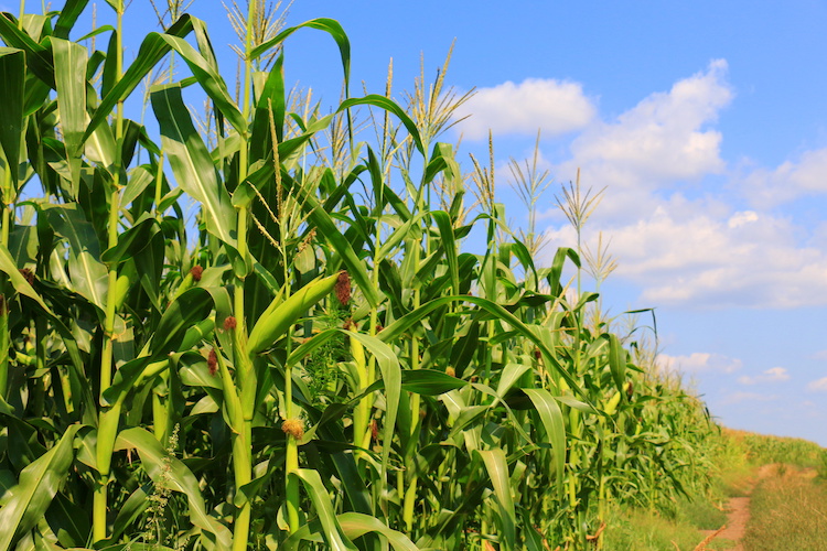 La coltura del mais è fondamentale per il comparto zootecnico italiano (Foto di archivio)