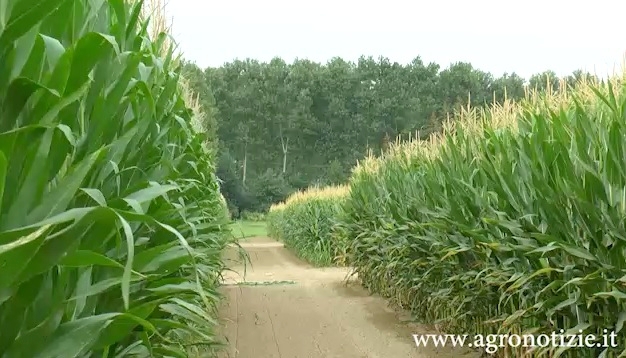 Il mais è tra le colture coltivate al campo dimostrativo allestito a Sant'Angelo Lodigiano  nell'ambito del progetto 'Crop for Planet'