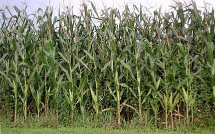 Perdite del 20-30% per il mais a causa della siccità