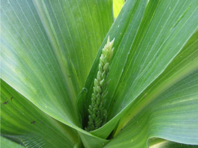 Una giovane infiorescenza maschile di mais, una delle piante che verranno studiate e caratterizzate geneticamente nel progetto