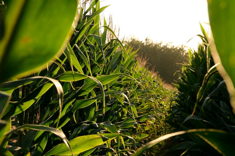 Le superfici a mais si sono ridotte della metà nel volgere di pochi anni