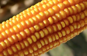 Oggi è la giornata mondiale del mais