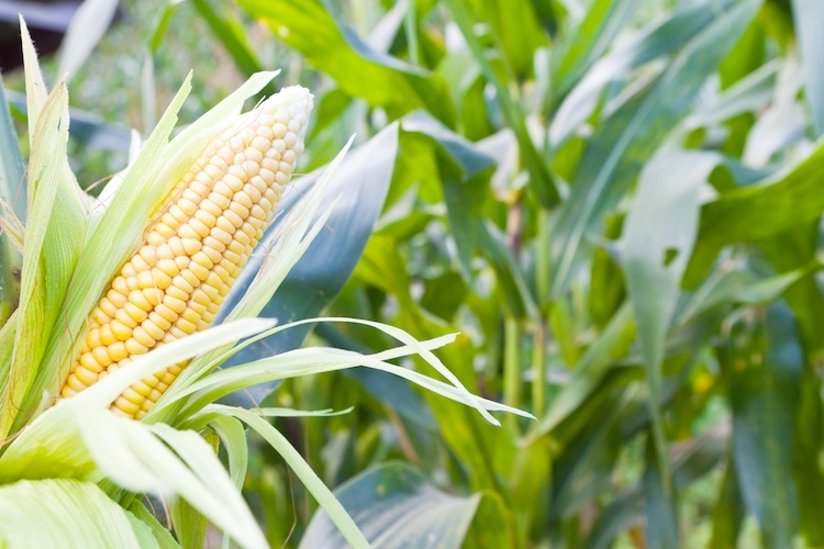 In Europa la coltivazione di Ogm è ristretta ad una sola varietà di mais (MON810), coltivato in larghissima parte in Spagna