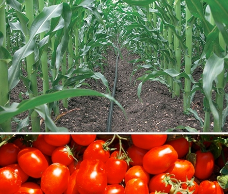 Mais e pomodoro da industria, nuova partnership nell'agribusiness