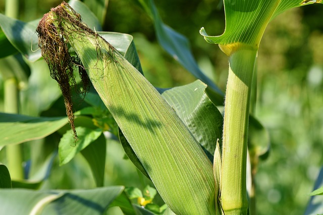 Incentivi per la coltivazione di mais e per le proteine vegetali di soia e legumi
