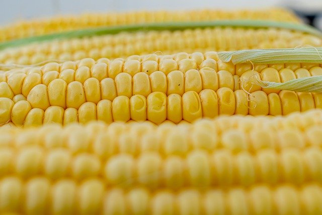In pochi anni la produzione di mais in Italia si è dimezzata, costringendo a ricorrere al prodotto di importazione
