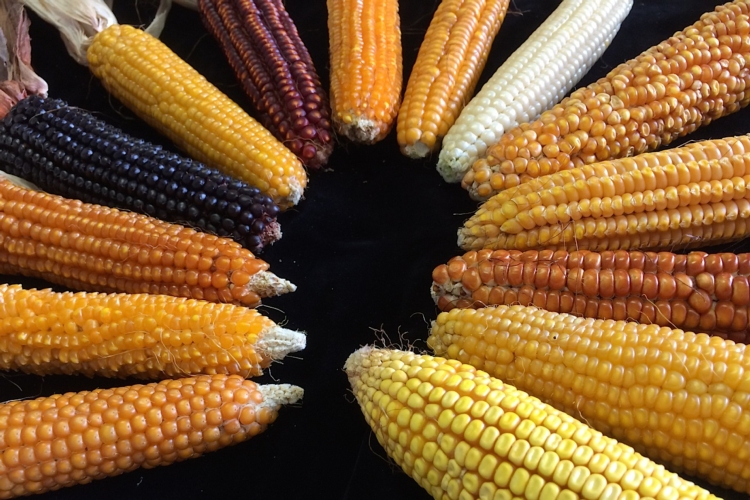 La variabilità genetica del mais 'antico' è molto ampia