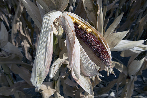  La siccità ha coinvolto molte aree dedicate alle coltivazioni cerealicole, dagli Usa alla Russia